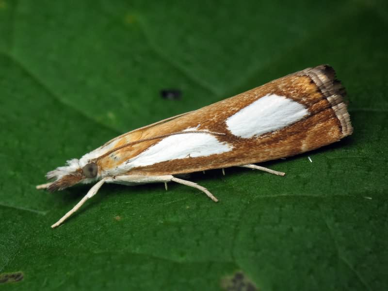 Catoptria pinella (Linnaeus, 1758)